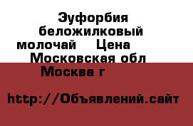 Эуфорбия беложилковый (молочай) › Цена ­ 100 - Московская обл., Москва г.  »    